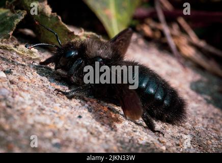 A macro view of a small black carpenter bee Xylocopa valga crawling on the ground Stock Photo