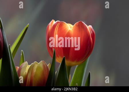 A closeup shot of a tulip on a windowsill on blurry background Stock Photo