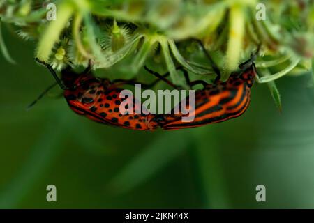 A macro shot of mirrored striped red shield bugs on a plant in the garden Stock Photo