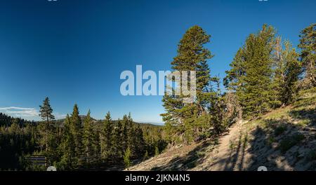 Walking path winds through forest on mountainside in Northern California wilderness Stock Photo