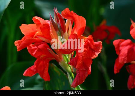 A closeup shot of a red canna flower growing in the garden on a blurry background Stock Photo