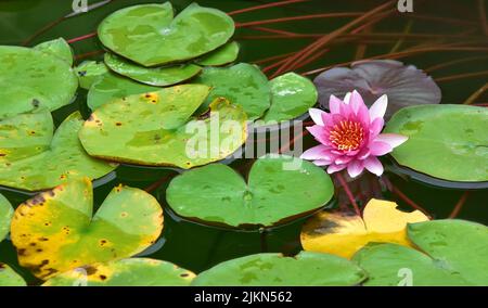 A closeup shot of a blooming pink water lily and lotus leaves on a pond Stock Photo