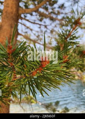 The vertical shot of a Pine tree branch background Stock Photo