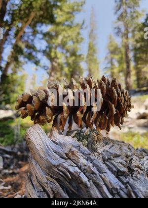 The close-up shot of a pine cone in a forest Stock Photo