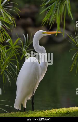 A vertical closeup shot of a majestic great white egret Stock Photo