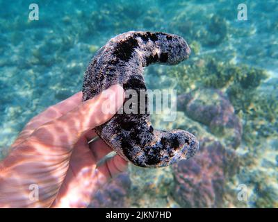 Indonesia Anambas Islands - Male hand holding sea cucumber Stock Photo