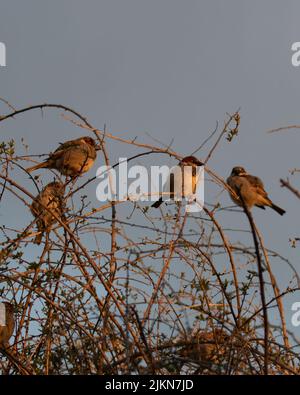 Flock of House Sparrows, Passer domesticus, perched on Goji vines in early morning sunshine Stock Photo