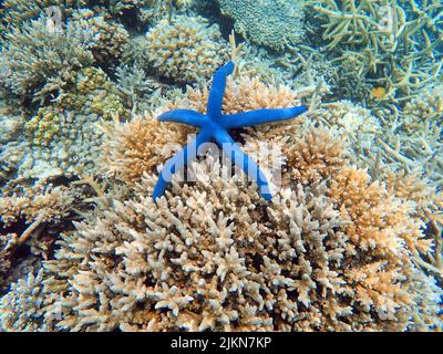Indonesia Anambas Islands - Coral reef with Blue sea star - Linckia laevigata Stock Photo