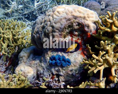 Indonesia Anambas Islands - Colorful coral reef with tropical fish Stock Photo