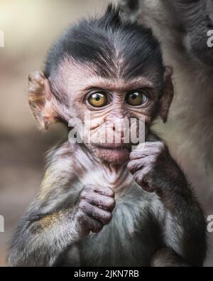 Wallpaper gorilla hair baby monkey