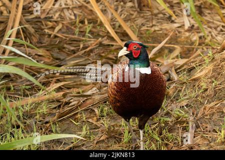 A closeup of a Male Ring-necked Pheasant walking on the grass Stock Photo