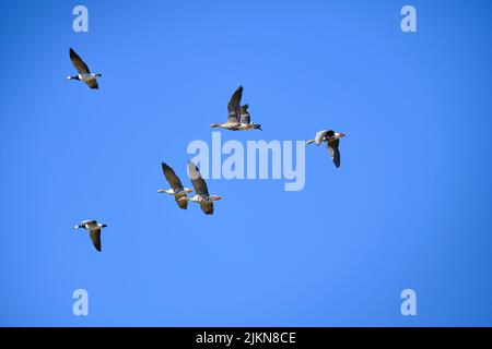 Flock of white-fronted geese in flight against a blue sky Stock Photo