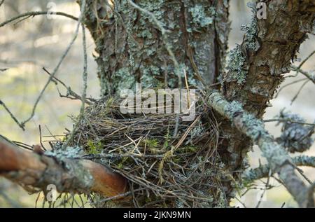 Close up of empty birds nest in the pine tree with lichens and moss. Stock Photo
