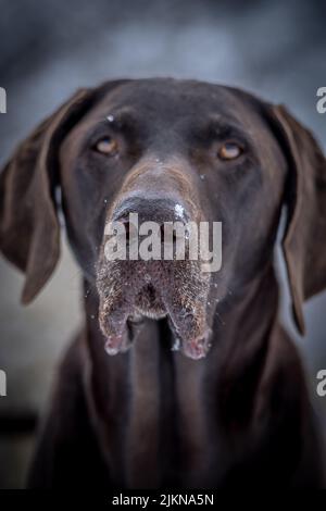 A vertical shot of a German shorthaired pointer dog Stock Photo