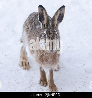 A portrait of a brown rabbit on snow in winter Stock Photo
