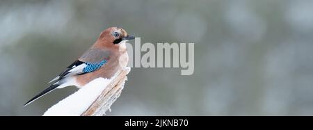 Beautiful Common Jay sitting on frosty tree stump with blurred background Stock Photo