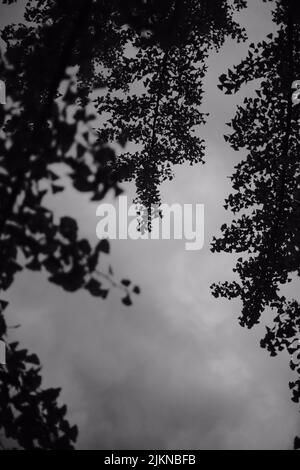 A vertical shot of branches against a gloomy sky in grayscale Stock Photo