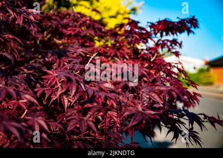 A closeup shot of Japanese maple tree growing in house front yard in bright sunlight with blurred background Stock Photo