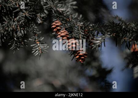 A shallow focus shot of pine cones on a branch Stock Photo