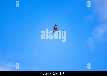 A photo of an eagle soaring high in the sky Stock Photo