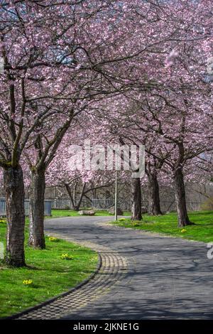 A vertical photo of blooming sakura, cherry blossom alley in a park Stock Photo