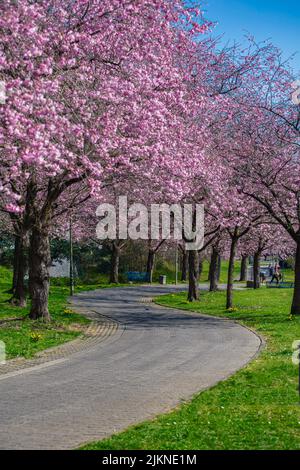 A vertical photo of blooming sakura, cherry blossom alley in a park Stock Photo