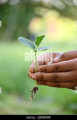 closeup the ripe green round gourd vine plant seedling and soil heap with roots hold hand in the farm soft focus natural green brown background. Stock Photo