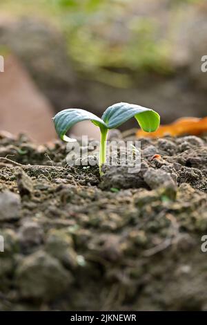 closeup the ripe green cucumber vine plant seedling and soil heap in the farm soft focus natural green brown background. Stock Photo