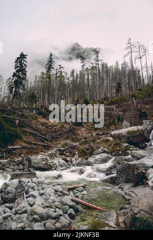 A vertical shot of smoke coming out from the forest against cloudy sky with timbered trunks near to a small creek flowing over rocks Stock Photo