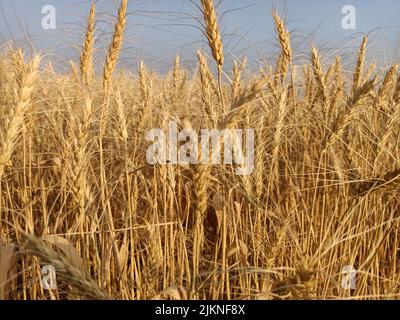 Wheat fields in farm in india yellow golden wheat crop farm. Dry wheat field on sunlight, wheats ears, gold wheat fields harvesting time Stock Photo