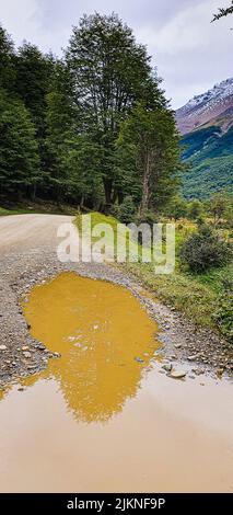A vertical shot of a puddle on a road in a forest Stock Photo