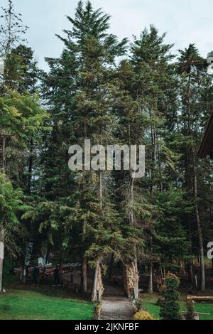 A Vertical Shot Of A Green Field With Pine Trees And Mountainous 