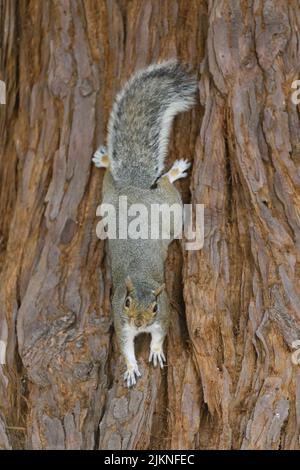 Eastern Gray Squirrel on Redwood Tree Trunk. Santa Clara County, California, USA. Stock Photo