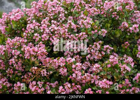 Closeup of Indian Hawthorn (Rhaphiolepis indica), Pink Lady, flowers ...