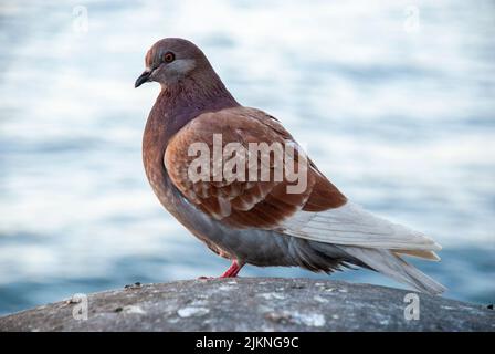 Close-up side view of brown and white pigeon with blurred water in the background Stock Photo