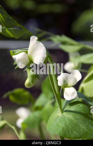 Sugar Snap Peas put forth blossoms in the early morning sunshine in a garden in North Carolina Stock Photo