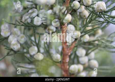 A closeup of a rocky mountain juniper branch with foliage and cones Stock Photo