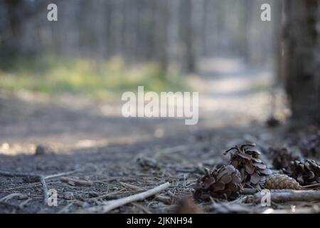 A selective focus of fallen cones and tree branches on the background of a forest Stock Photo