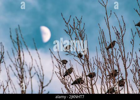 A flock of starlings perching on the leafless tree in the evening Stock Photo