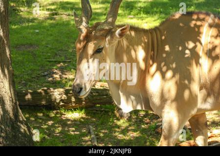 A closeup of a big beige deer on the background of green grass in a zoo or safari park Stock Photo