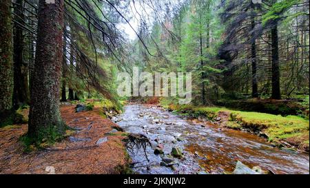 A beautiful view of a river flows over rocks through the forest Stock Photo