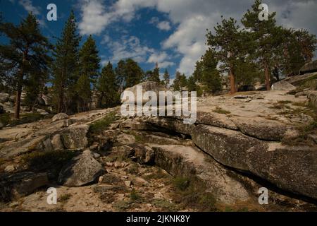 Arbor beauty, sequoia trees reaching to the blue & white cloudy sky, on  yon natural rocky mountain side. Expressive of Sequoia & Kings Canyon Park. Stock Photo