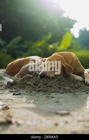A vertical shot of brown homeless dog sleeping on muddy ground Stock Photo