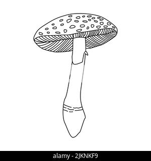 Mushrooms Vector illustration drawn hand, Dangerous mushrooms, toadstool, fly agaric, white toadstool, family of mushrooms isolated white background Stock Vector