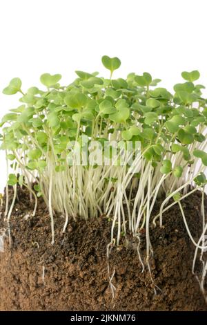 cross section view of a plant with its roots Stock Photo - Alamy