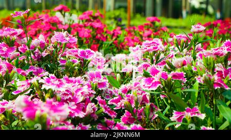 A closeup shot of carnations blossoming in the garden Stock Photo