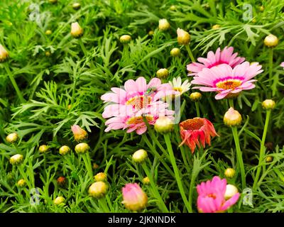 A closeup shot of marguerite daisies blossoming in the garden Stock Photo