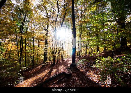 The sun shining though the tree branches in the forest in Denmark Stock Photo