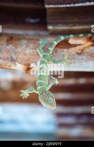 Tokay gecko upside down on the roof at alone farm Stock Photo