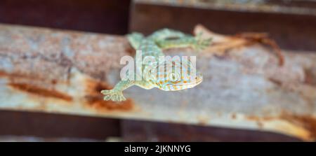 Tokay gecko upside down on the roof at alone farm Stock Photo